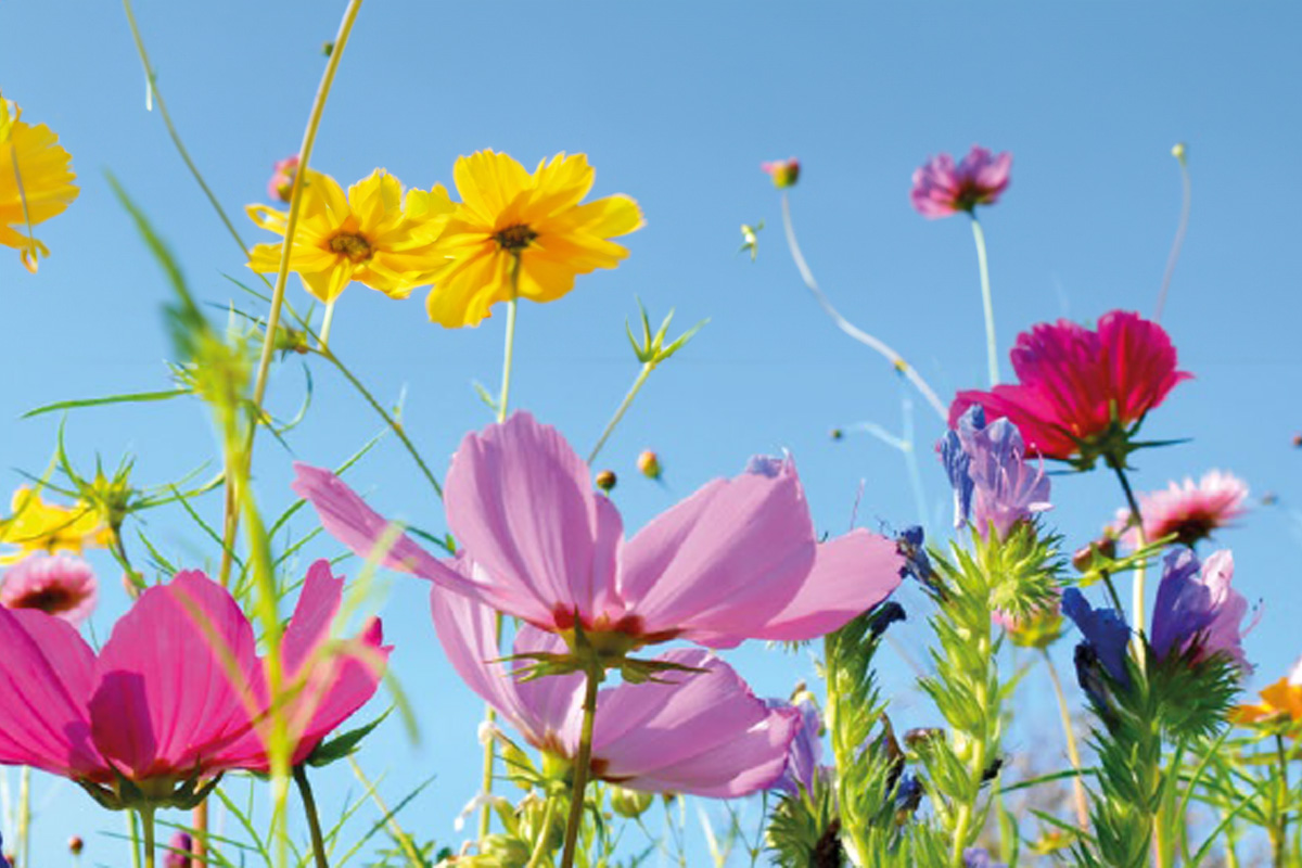 Bild zeigt Blumen